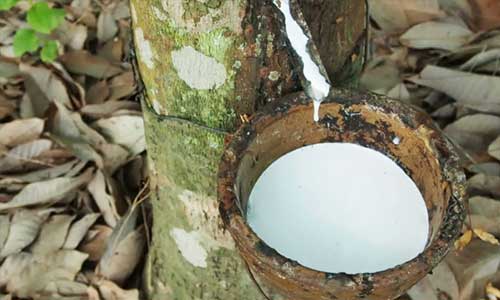 ANRPC’s report shows growth in natural rubber demand