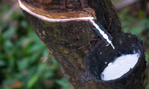 ANRPC presents natural rubber report for the first half of 2019