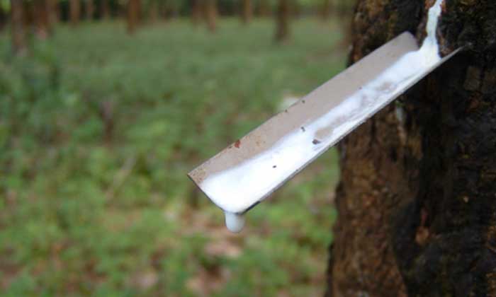 ANRPC’s monthly Natural Rubber statistical report, September - October 2023