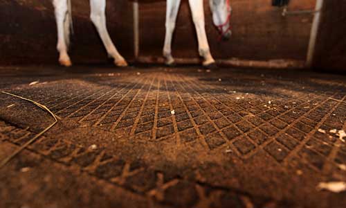 Tests in Italy show recycled rubber’s great potential for the equestrian industry