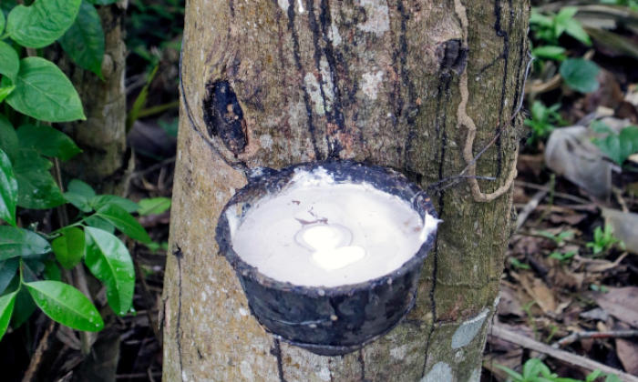 ANRPC forecasts natural rubber demand to exceed production in 2026