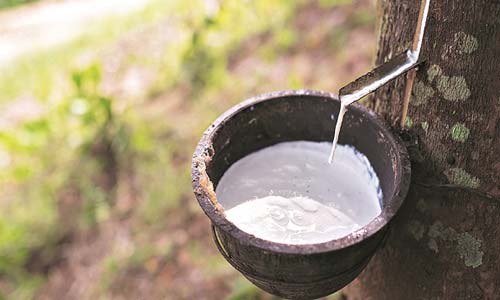 ANRPC reports about plummeting global consumption and falling prices of natural rubber