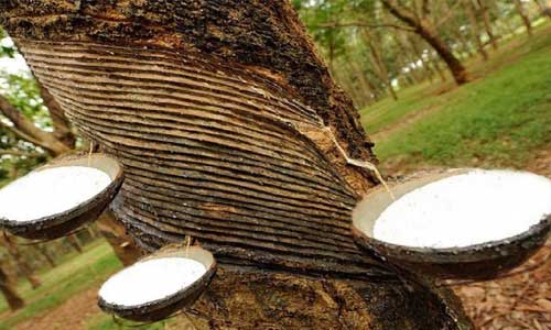 Coronavirus pandemic to affect global natural rubber consumption