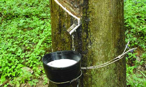 Continuing natural rubber price rebound in 2017