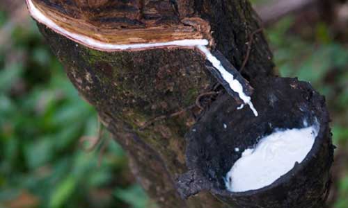 Natural rubber prices expected to decline