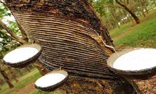 ANRPC expects growth in global natural rubber demand