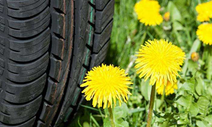 Dandelion rubber research network included additional plant breeder