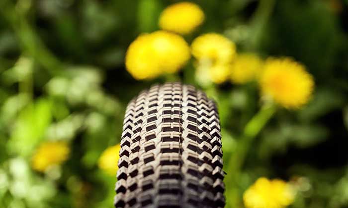 New attempt to produce rubber tires from dandelion
